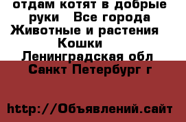 отдам котят в добрые руки - Все города Животные и растения » Кошки   . Ленинградская обл.,Санкт-Петербург г.